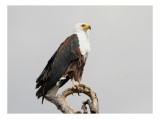 Tablou Canvas, "Vultur pe ramură uscată", Majestic, Regal, Powerful, Proud, Vigilant, Graceful, Commanding, 39 x 26 cm, CMCLASS