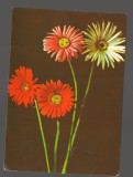 CPIB 20221 CARTE POSTALA - FELICITARE - GERBERA