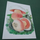 Cumpara ieftin CARTE POSTALA TIRAJ LIMITAT CIUPERCI NECIRCULATA