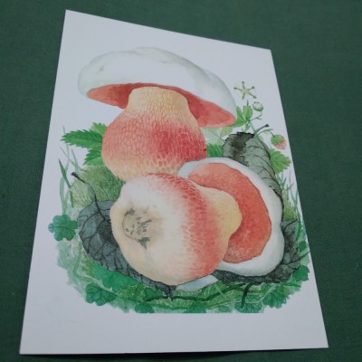 CARTE POSTALA TIRAJ LIMITAT CIUPERCI NECIRCULATA foto