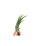 Plantă aeriana, Tillandsia Circinata, 12 x 6 cm, Oem