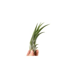 Plantă aeriana, Tillandsia Circinata, 12 x 6 cm
