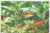 Bnk cp Constanta - Acvariu - Pesti - necirculata, Printata