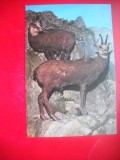 HOPCT 14885 CAPRA NEAGRA- RUPICAPRA / RUPICAPRA CARPATICA - -FAUNA - -NECIRCULATA
