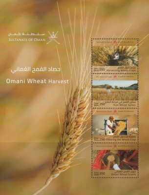 OMAN 2021 CEREALE RECOLTA DE GRAU foto