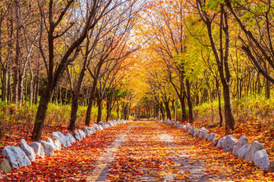 Fototapet de perete autoadeziv si lavabil Padure55 toamna, 250 x 200 cm foto