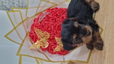 Yorkshire Terrier foto