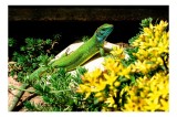 Tablou Canvas, "Șop&acirc;rla verde printre flori galbene", Șop&acirc;rlă, Verde, Galben, Flori, Natură, Soare, Tufișuri, Habitat, Culoare, Vivacitate, 39 x 26 cm