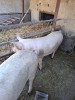 Porci de vanzare