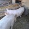 Porci de vanzare