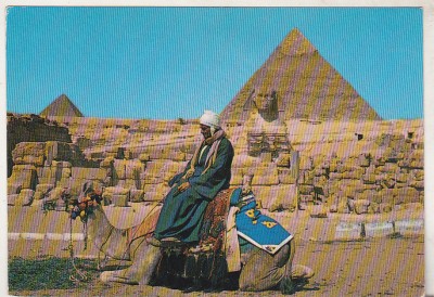 bnk cp Egipt - Beduin cu camila la piramide - uzata foto