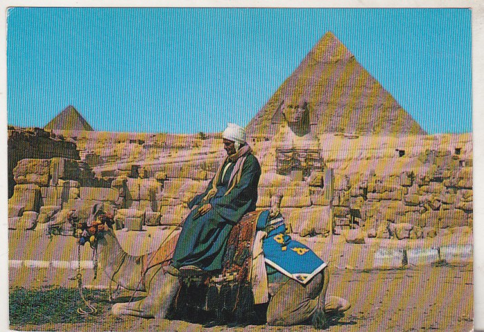 bnk cp Egipt - Beduin cu camila la piramide - uzata