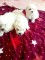 Căței bichon maltez - 1
