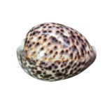 COCHILIE CYPRAEIDAE SAU GHIOC