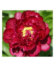 Bujor Rizom 2/3 muguri Paeonia Francois Ortegat, rosu inchis, flori duble, 80cm, 6