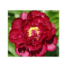 Bujor Rizom 2/3 muguri Paeonia Francois Ortegat, rosu inchis, flori duble, 80cm, 6