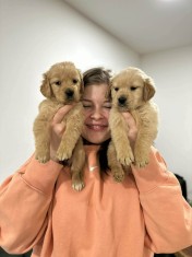 Pui Golden Retriever