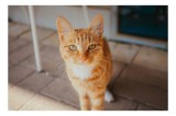 Tablou Canvas, "Pisica portocalie &icirc;n razele soarelui", Nu pot identifica cine este această pisică, dar pare să fie un exemplar fermecător. Dacă doreșt