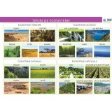 Tipuri de ecosisteme