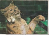 Bnk cp Gradina zoologica Bucuresti - Ras - necirculata