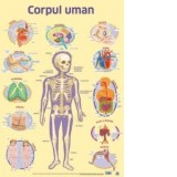 Plansa Corpul uman (dimensiune 50 x 70 cm)