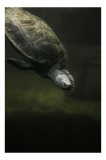 Tablou Canvas, "Turtle subacvatic &icirc;n film spectaculos", Testoasă, Apă, &Icirc;not, Cenușiu, Solzi, Relaxare, Subacvatic, Natură., 26 x 39 cm, CMCLASS