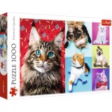Puzzle Trefl 1000 Pisicute Fericite, TREFL 1000P