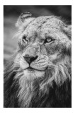 Tablou Canvas Leu Majestuos Regele Savanei Africane Artă Murală, 26 x 39 cm, CMCLASS