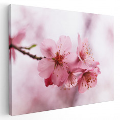 Tablou flori de cires inflorit Tablou canvas pe panza CU RAMA 70x100 cm