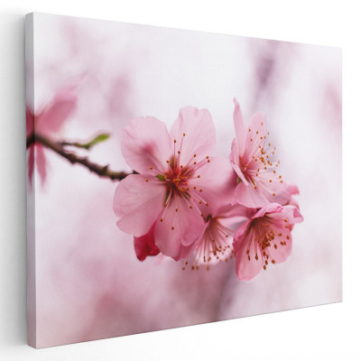 Tablou flori de cires inflorit Tablou canvas pe panza CU RAMA 80x120 cm foto