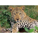 Puzzle Leopard, 100 Piese, Ravensburger