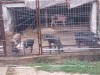 Porci marele alb + petrean