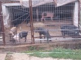 Porci marele alb + petrean