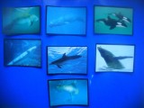 HOPCT LOT NR 21 - 7 CARTONASE - MAMIFERE MARINE / FAUNA- ITALIA