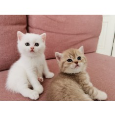 Cauti Pui pisica rasa British shorthair? Vezi oferta pe Okazii.ro