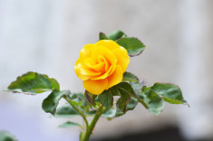 Pandantiv trandafir foto