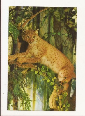 RF50 -Carte Postala- Maximafilie, necirculata foto