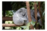 Tablou Canvas, "Koala &icirc;n somn ad&acirc;nc pe ramură", Koala, Somnoros, Ramură, Frunze, Blană, Odihnă, Eucalyptus, Natură, Plăcut., 39 x 26 cm, CMCLASS