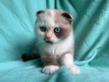 Pisicuță Scottish Fold, cu Pedigree. Poze reale