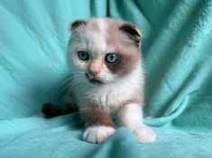 Pisicuță Scottish Fold, cu Pedigree. Poze reale
