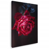 Tablou floare trandafir rosu Tablou canvas pe panza CU RAMA 80x120 cm