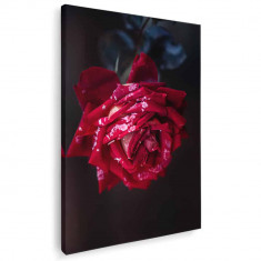 Tablou floare trandafir rosu Tablou canvas pe panza CU RAMA 70x100 cm