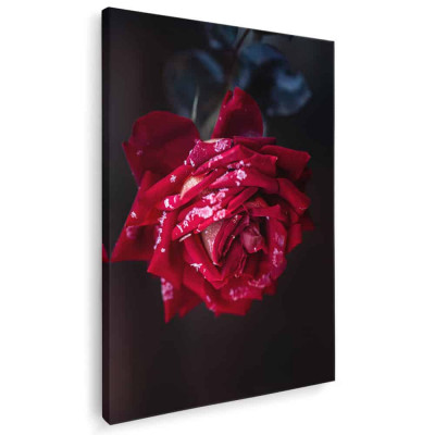 Tablou floare trandafir rosu Tablou canvas pe panza CU RAMA 40x60 cm foto