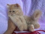 Motănel Scottish Straight Longhair, cream-orange, poze reale, Pedigree