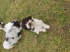 Lagotto Romagnolo