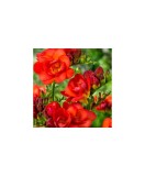 Freesia, Floare Dubla Red, Rosu, 5/6, 1 Bulb, Oem