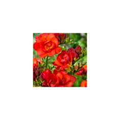 Freesia, Floare Dubla Red, Rosu, 5/6, 1 Bulb