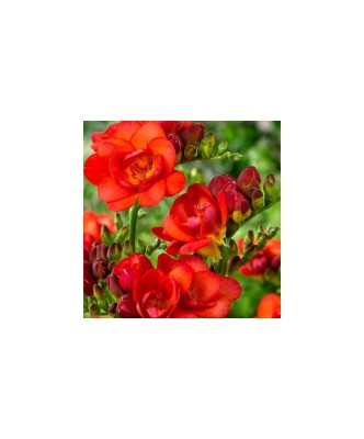 Freesia, Floare Dubla Red, Rosu, 5/6, 1 Bulb foto