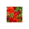 Freesia, Floare Dubla Red, Rosu, 5/6, 1 Bulb