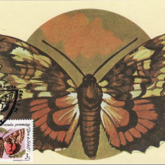 C3955 - Romania 1991 fluturi carte maxima